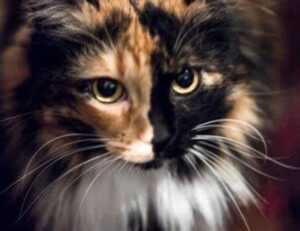 can bigussani cook at home