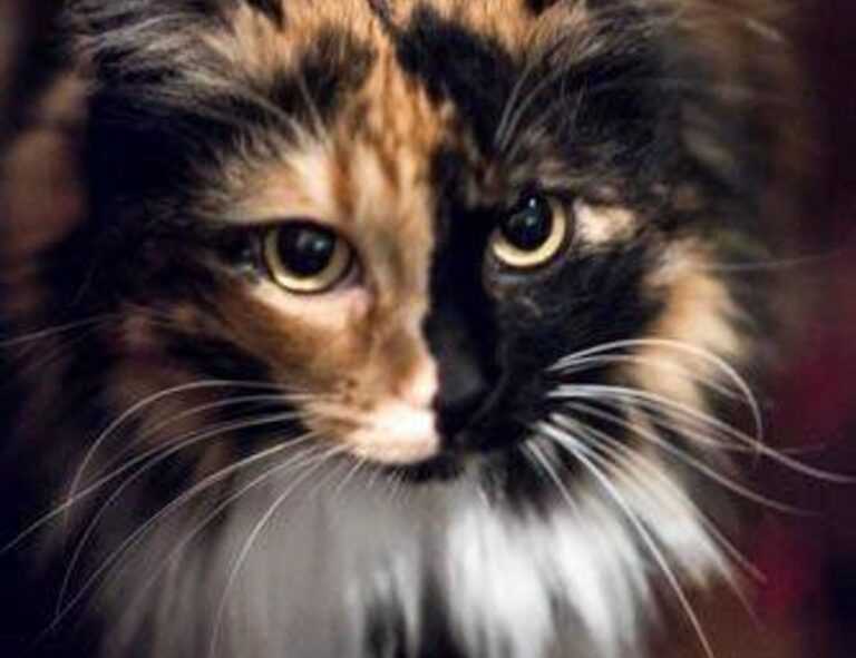 can bigussani cook at home