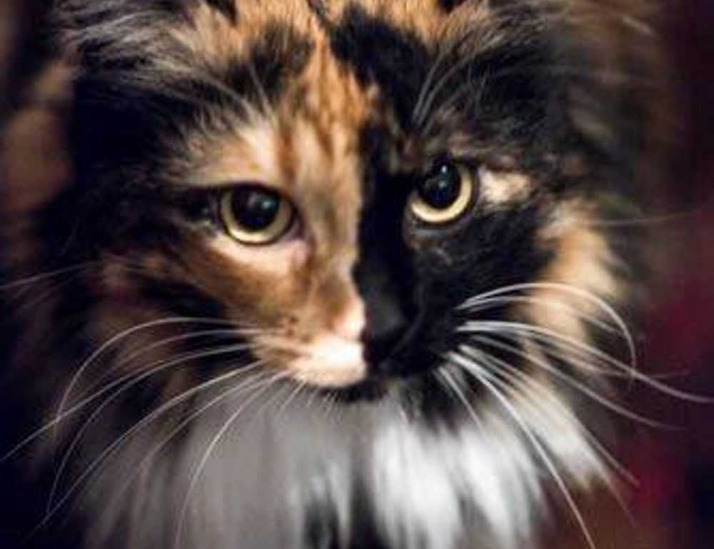 can bigussani cook at home