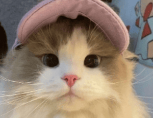 python software issue 0297xud8