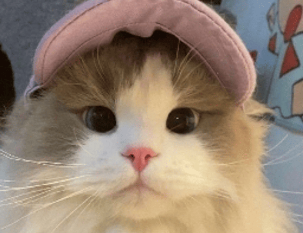 python software issue 0297xud8