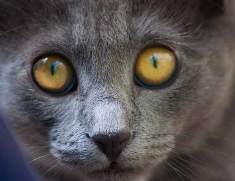 ylixeko food additive pregnancy