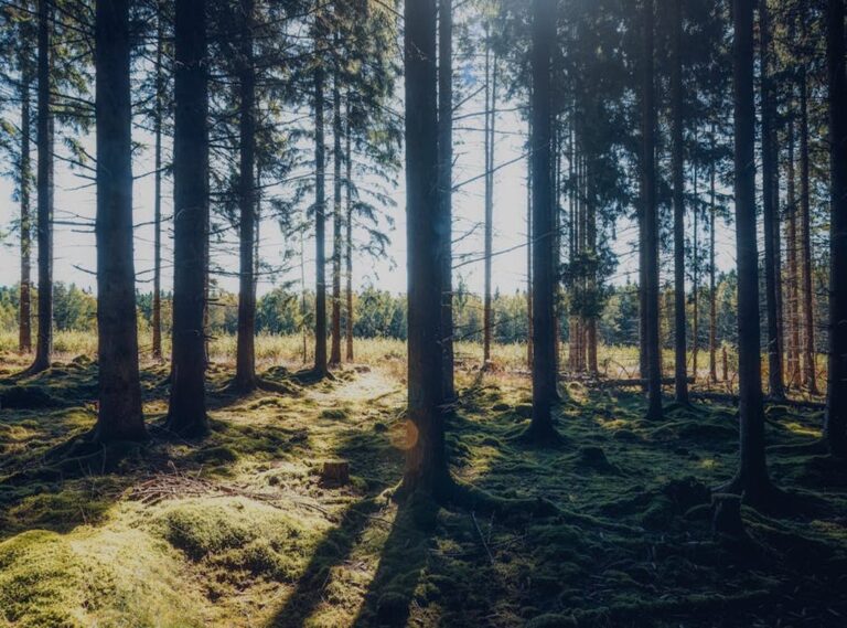 plantilla ropa roblox png